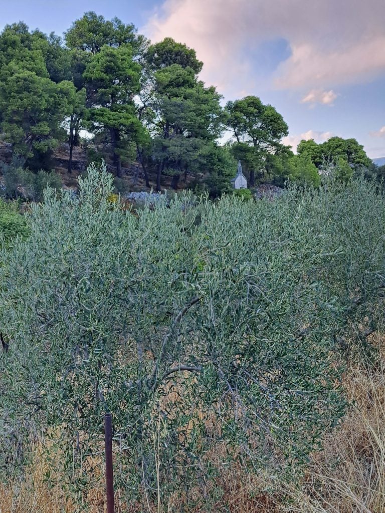 Olive tree in the fields around Dol