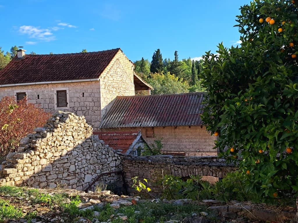 Orange tree beside old stone houses in Selca near Bogomolje