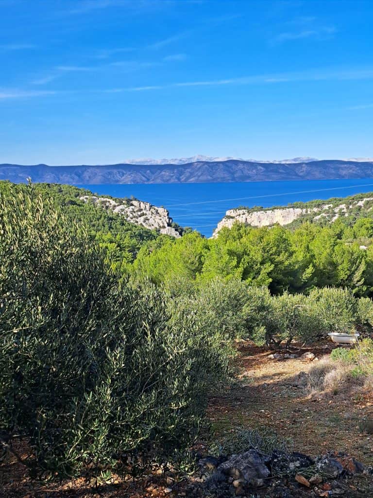 Olive grove above the sea near Zastražišće