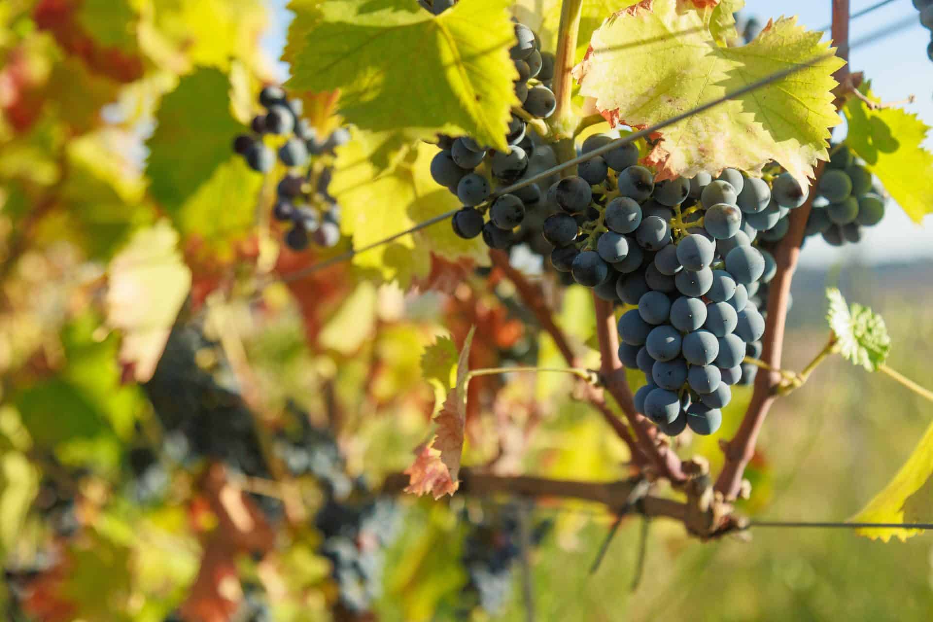Backlit dark grapes