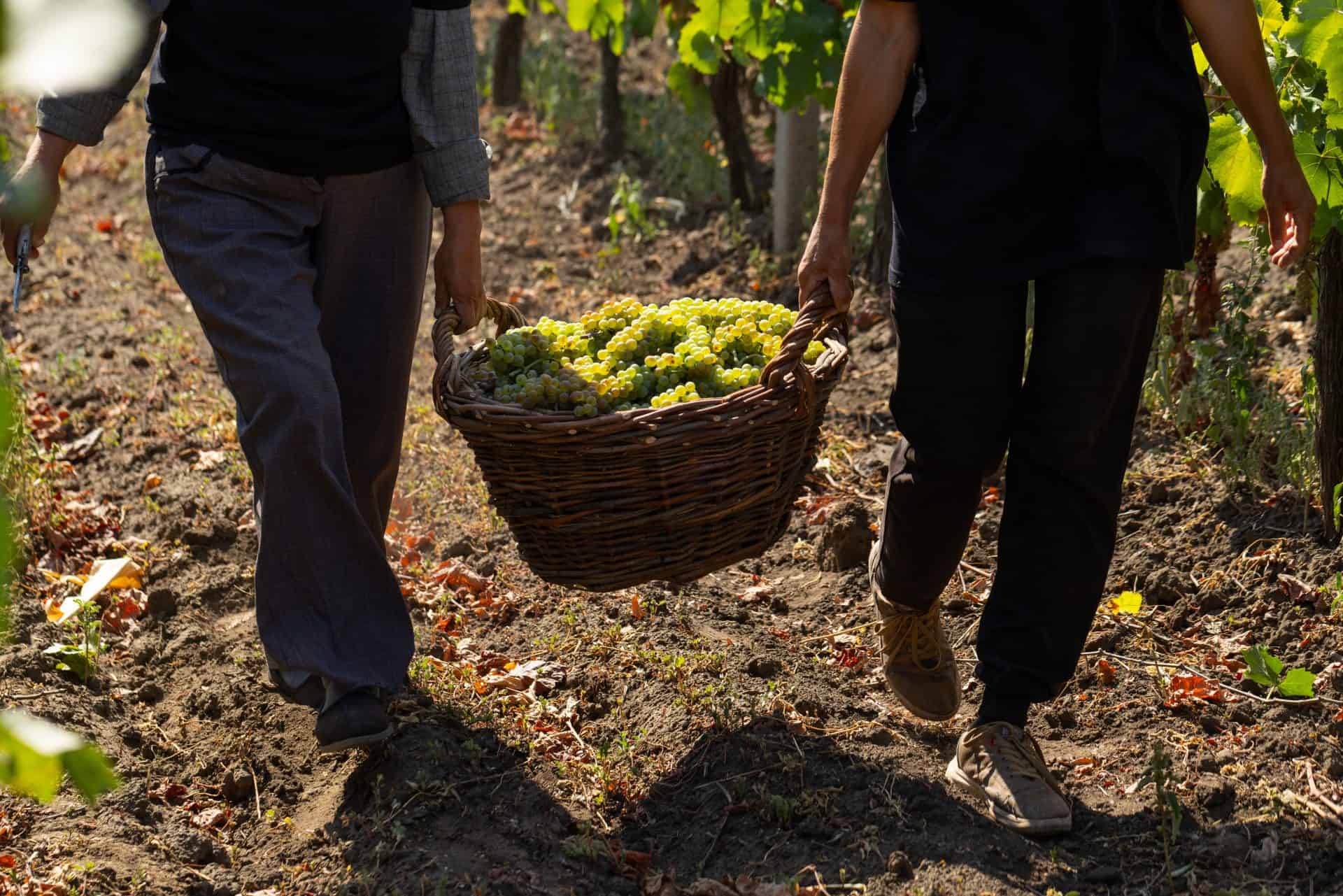 Basket of white grapes carried