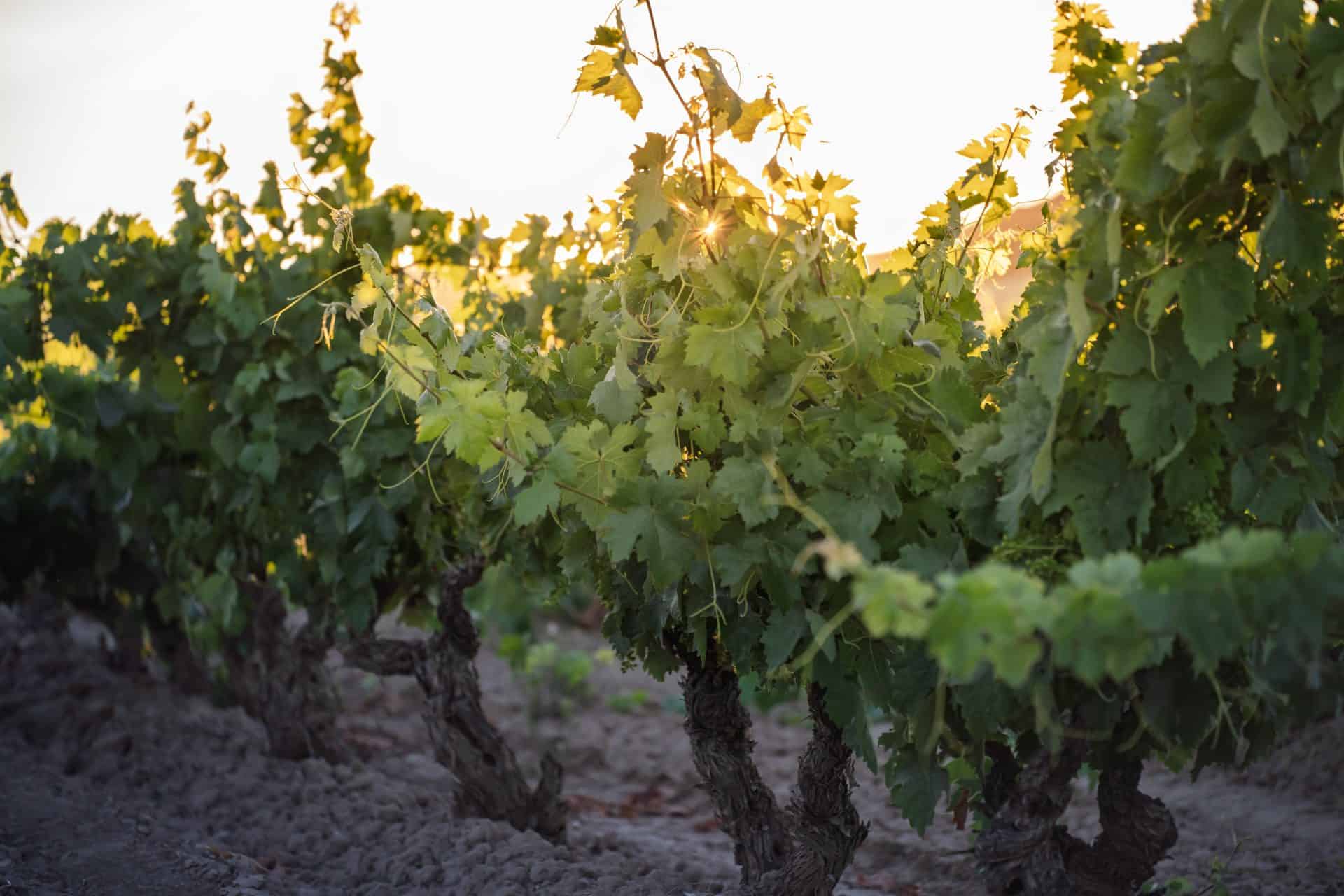 Bush vines rows
