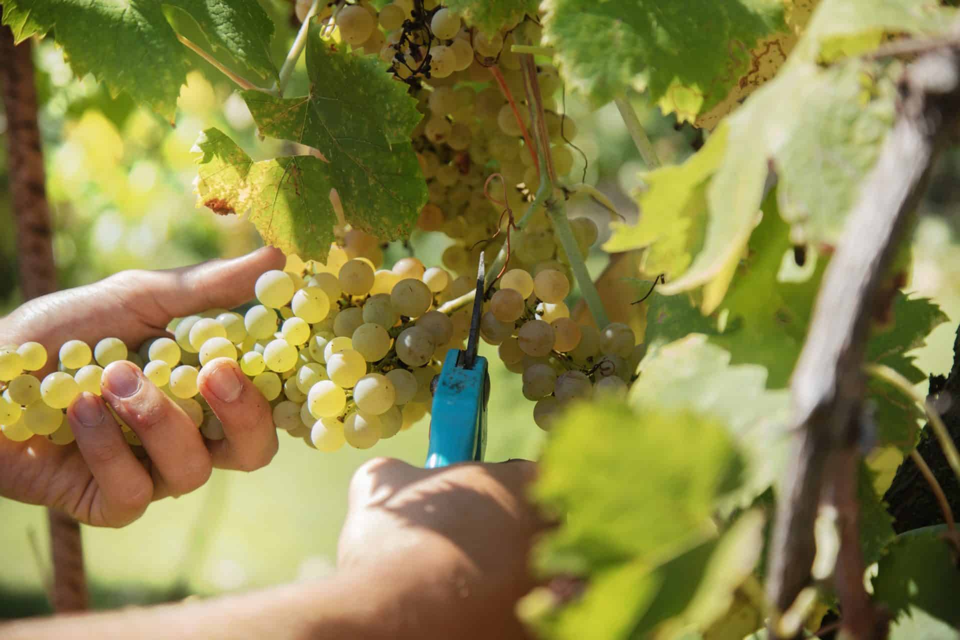 Cutting white grapes