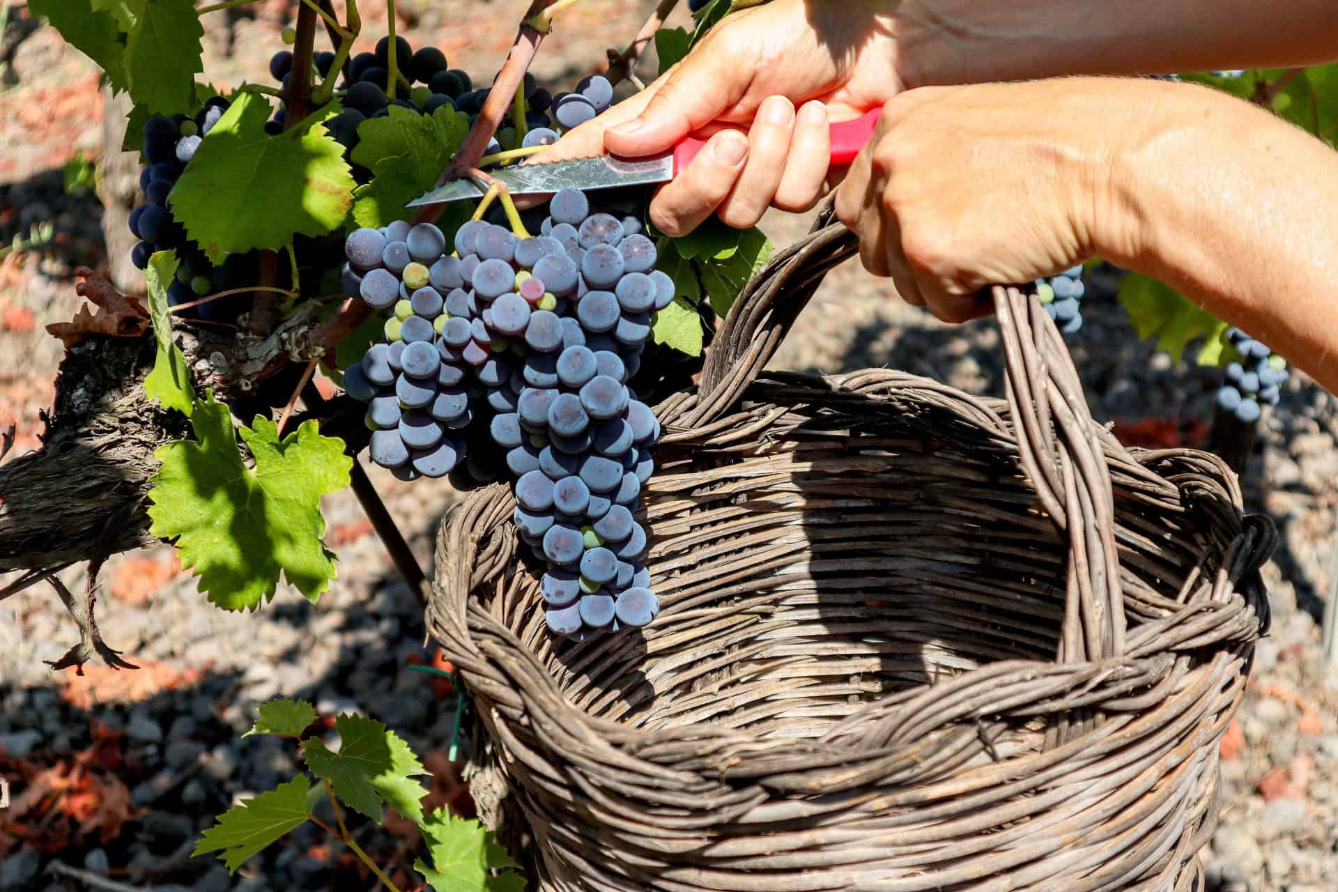 Dark grapes into basket
