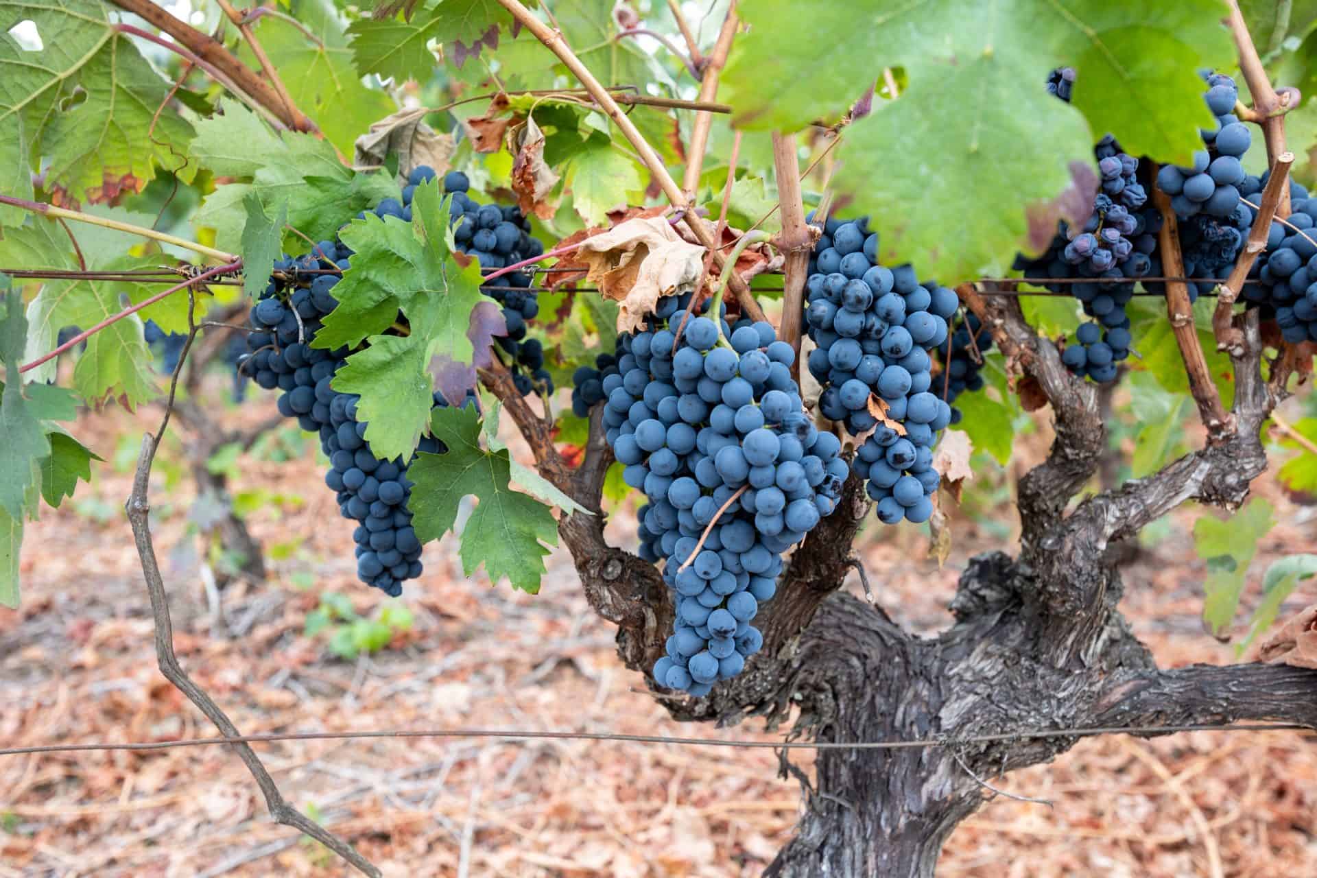 Dark grapes old vine stony soil