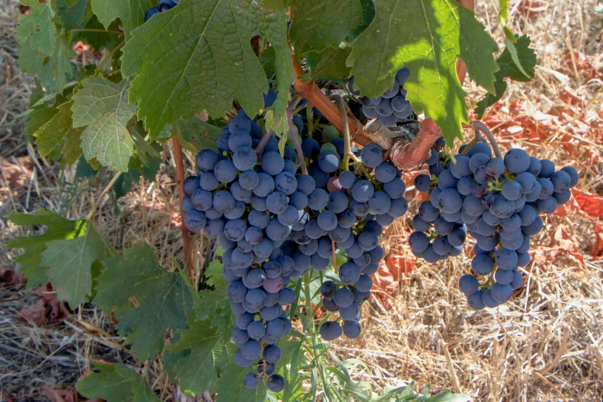 Dark grapes on stony ground