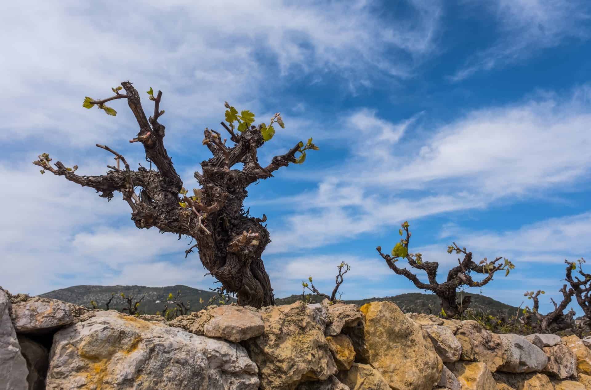 Gnarled old vine on stones