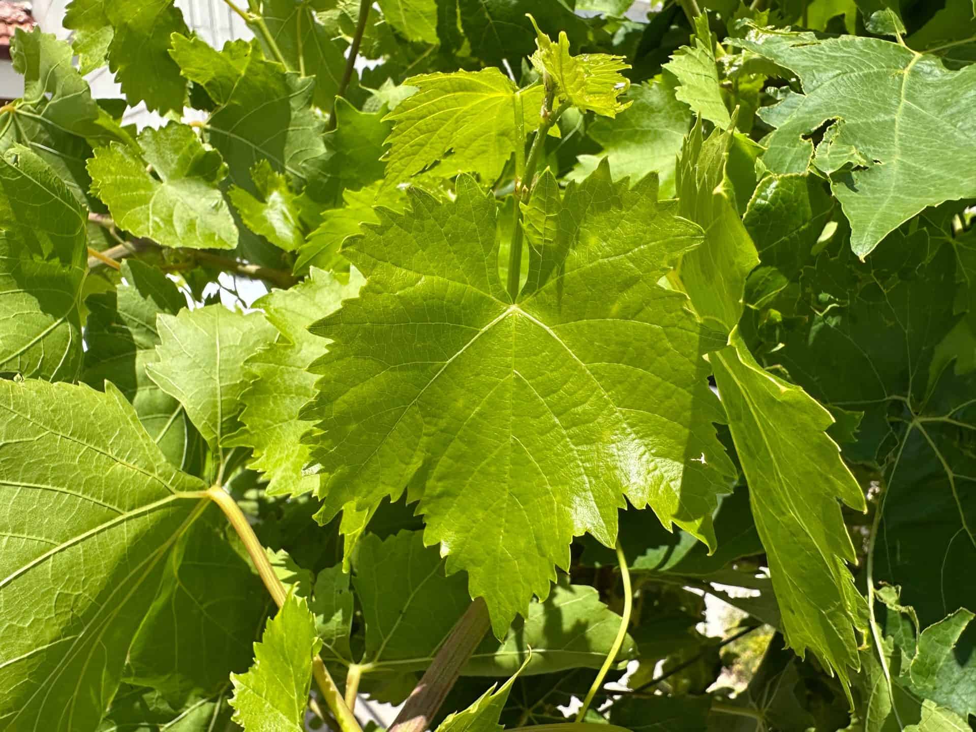 Green vine leaves