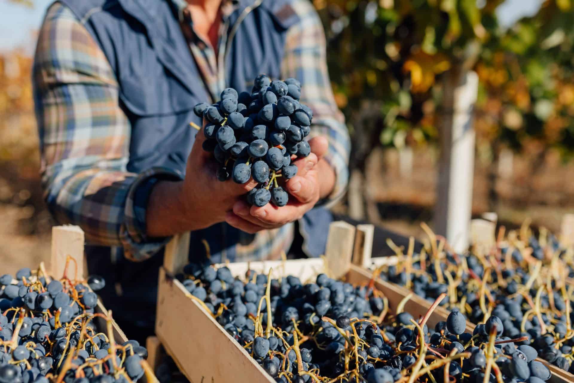 Harvested dark grapes crate