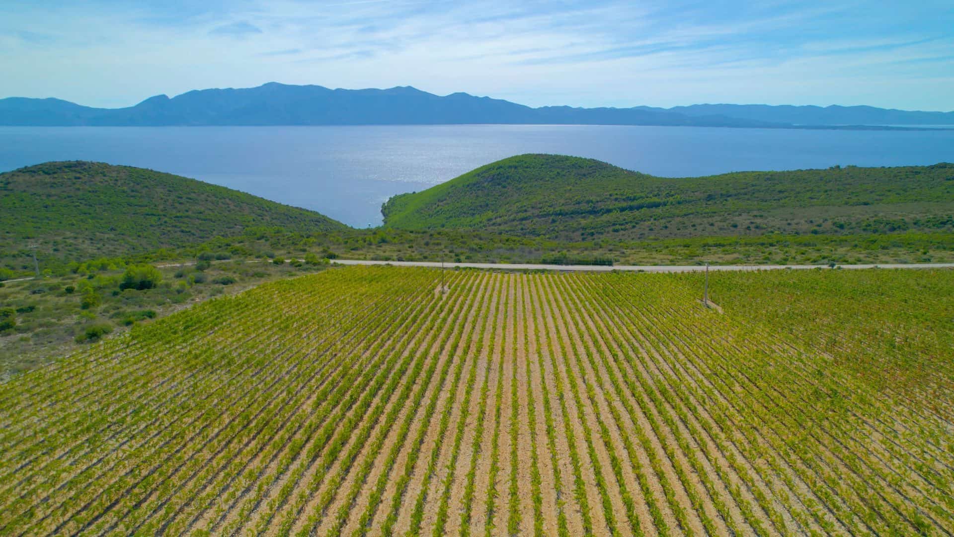 Aerial view of vine rows high on Hvar