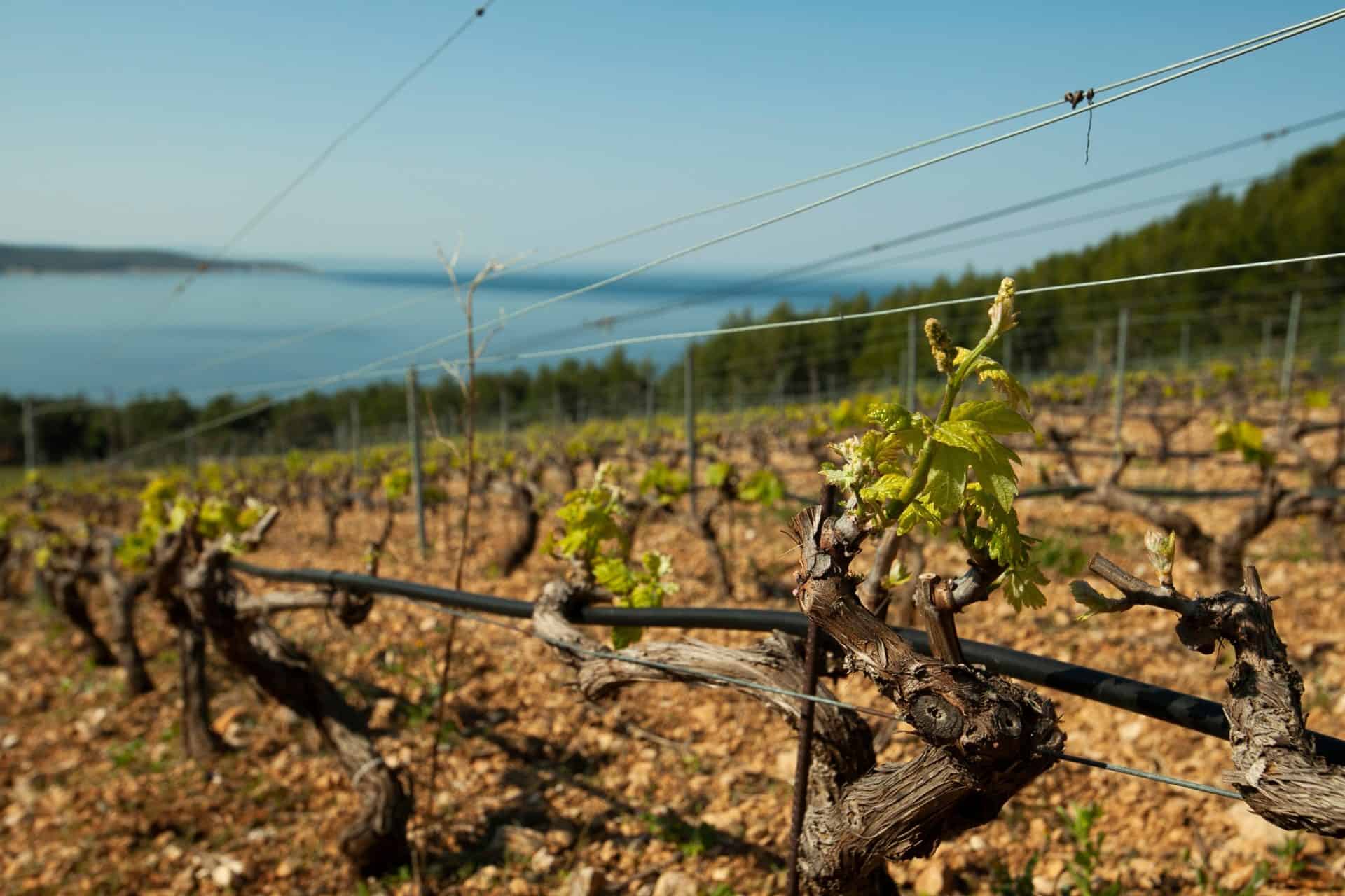 Old vines on stony soil above the sea on the south coast of Hvar
