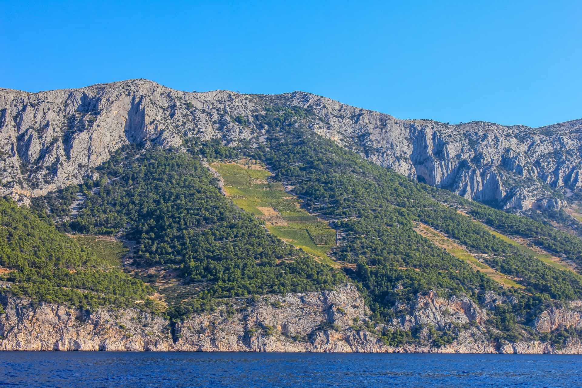 Hvar south side vineyard slope