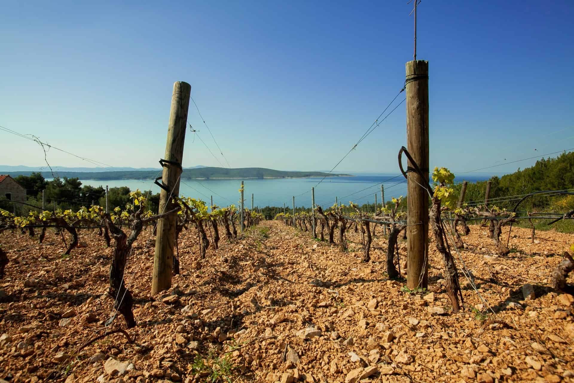 Vines on stony soil above the sea on Hvar