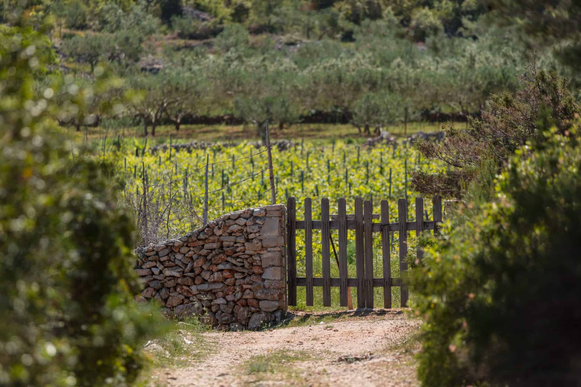 Hvar vineyard stone wall gate