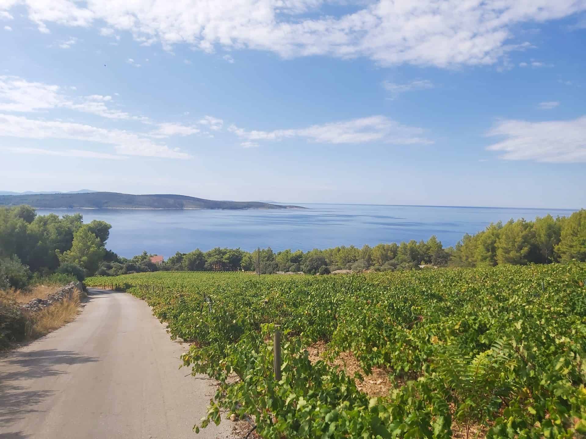 Vineyards on Hvar in summer with the sea beyond