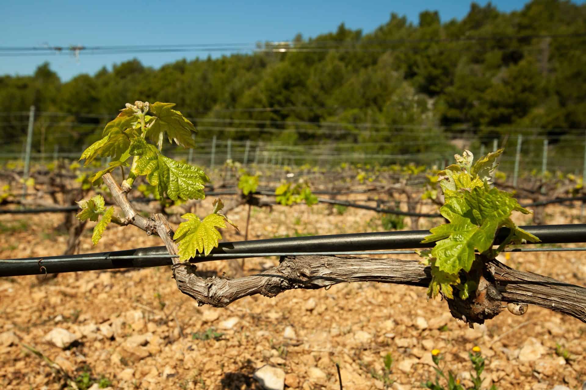 Hvar young vine shoot