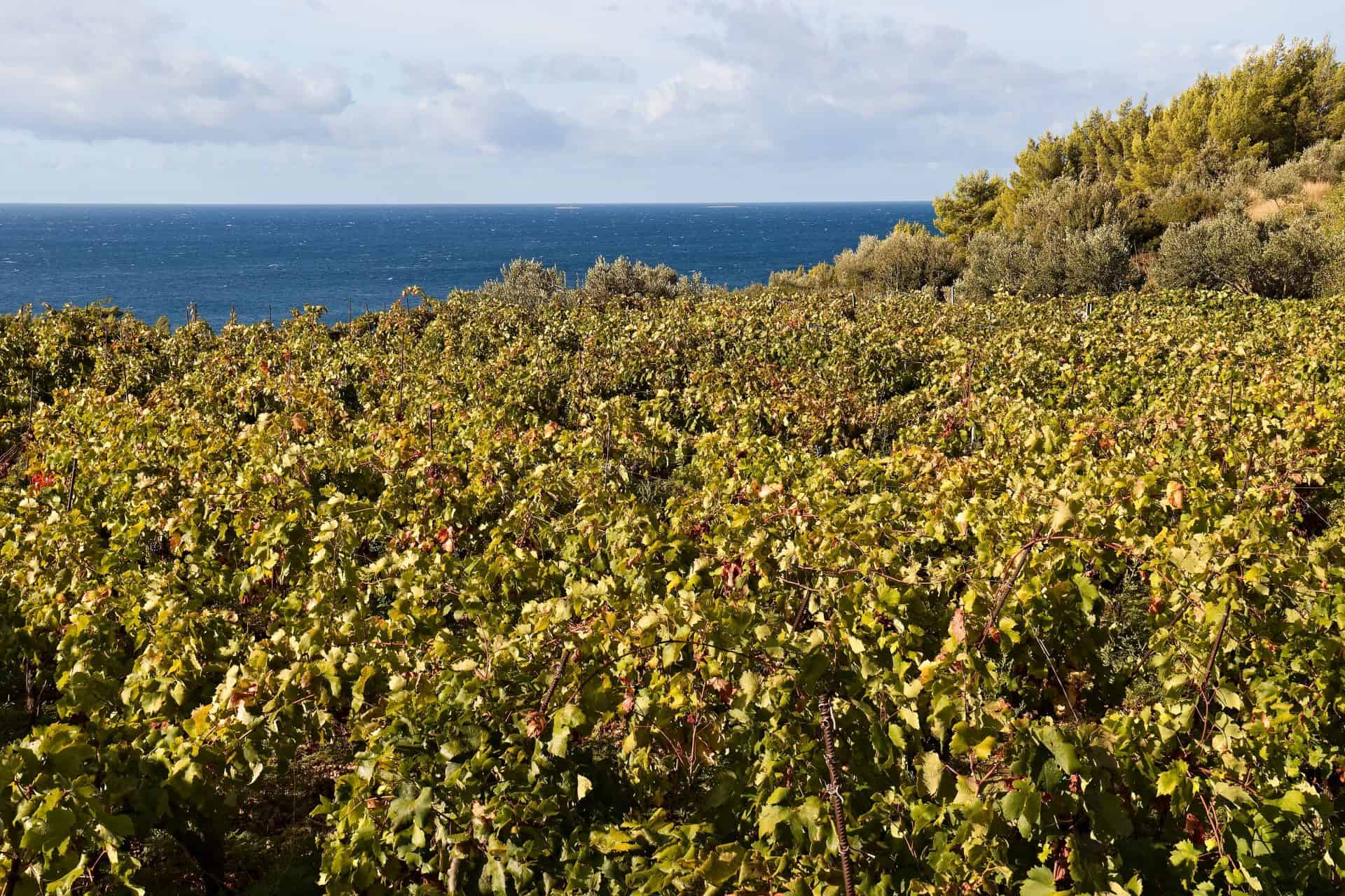 Vineyards at Jagodna on the south coast of Hvar