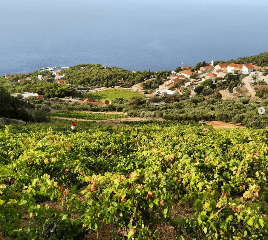 Matijević vineyards on the south slope near Sveta Nedjelja