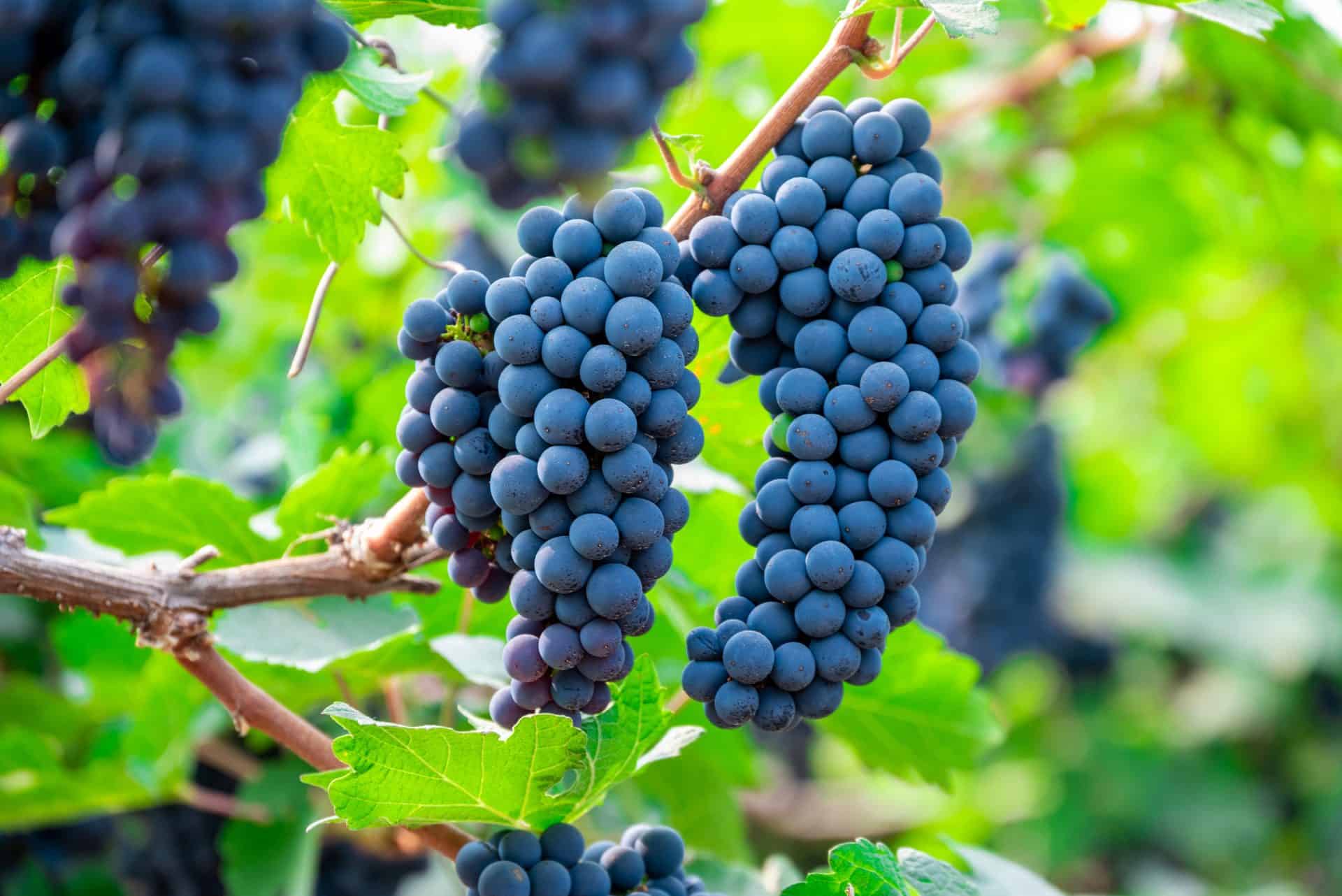 Red wine grape clusters on the vine