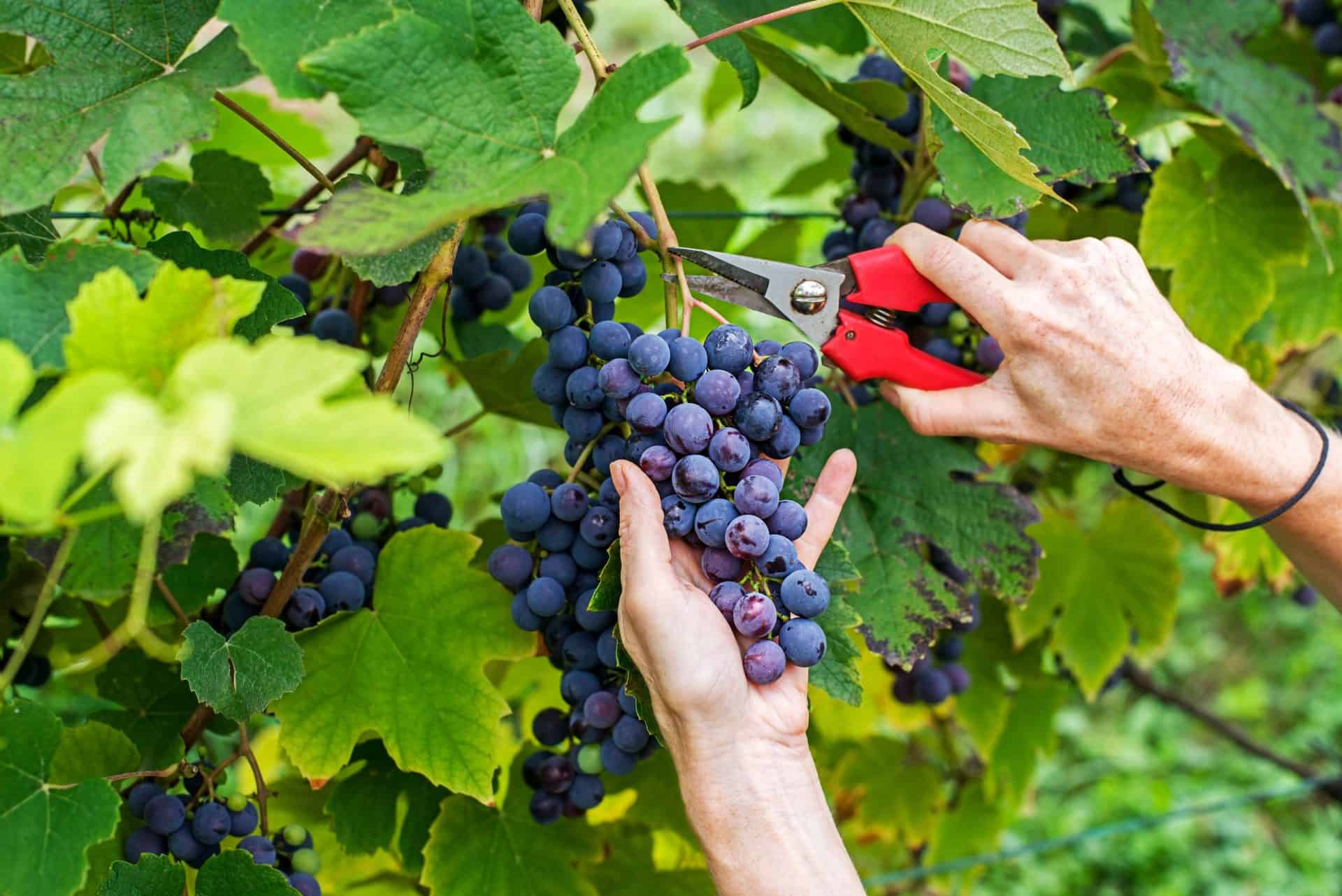Hands cutting dark grapes from the vine at harvest