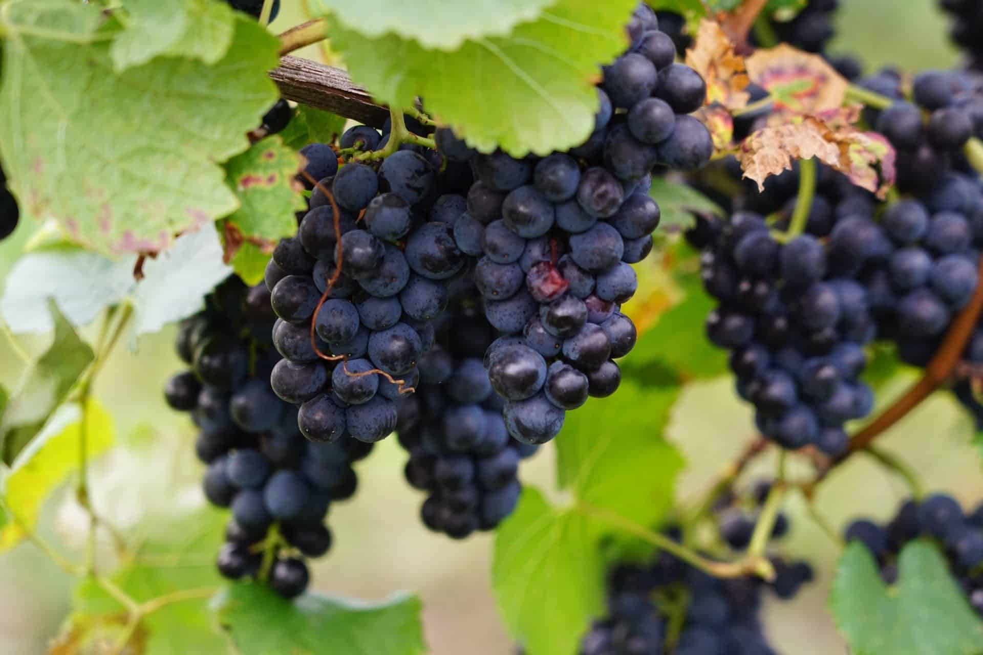 Red grapes among vine leaves