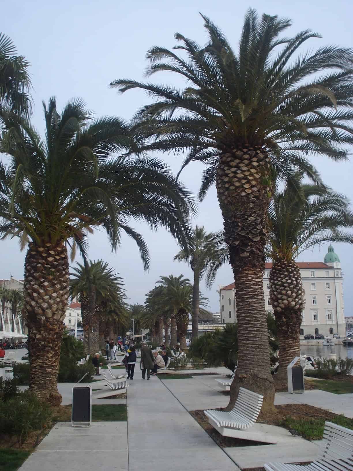 Split city port and the Riva, water taxi from Hvar in about one hour