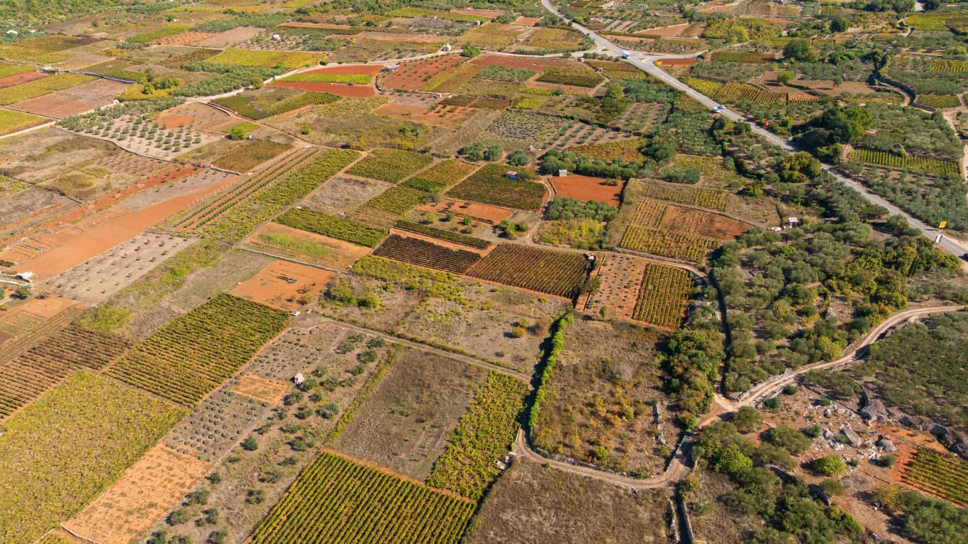 Aerial view of vineyards and dry-stone walls on the Stari Grad Plain