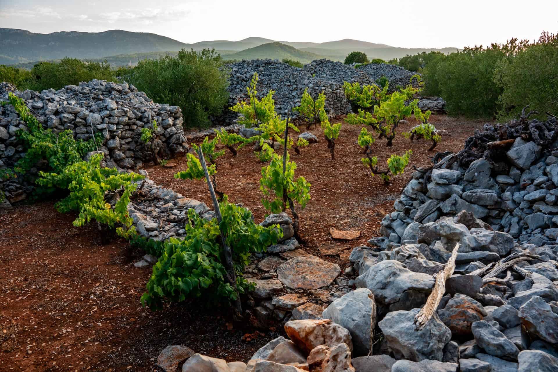 Young vines between dry-stone walls on the Stari Grad Plain