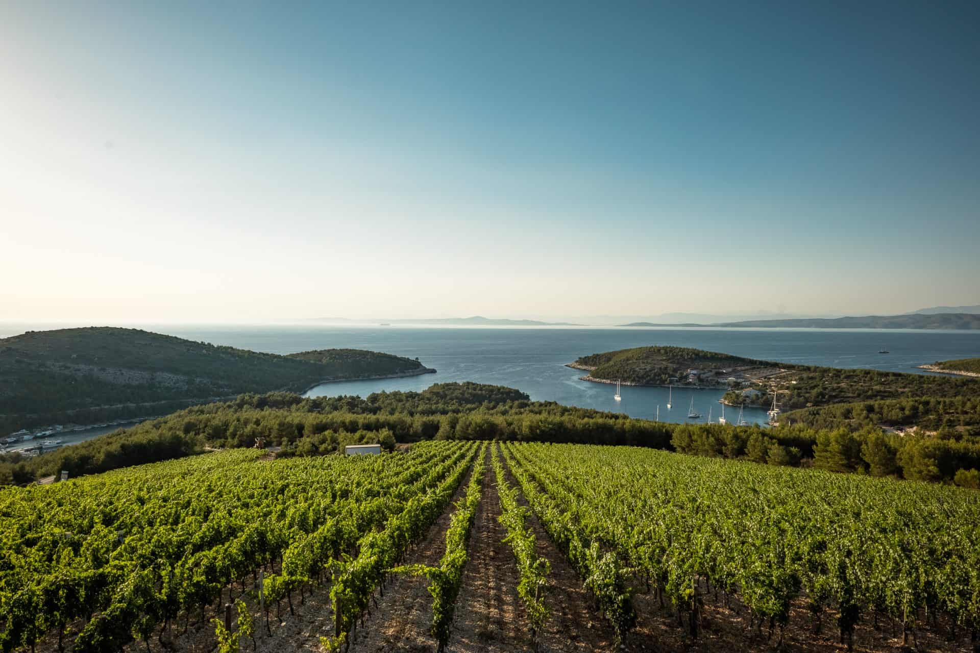 A Tomić vineyard above the sea