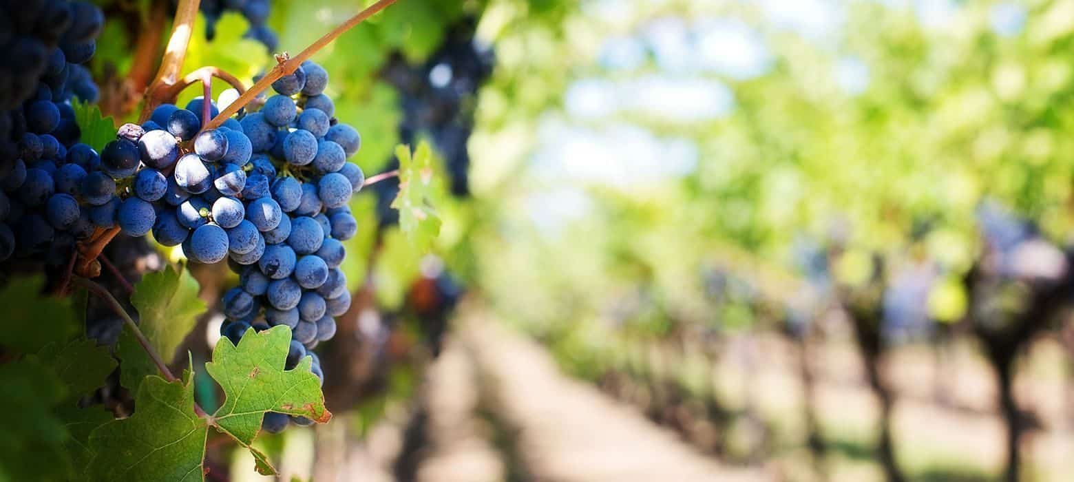 Red grapes on the vine at Vujnović