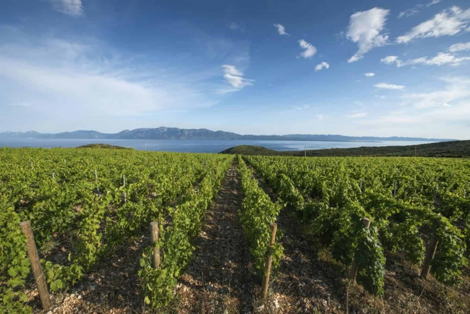 Vujnović family vineyard near Sućuraj