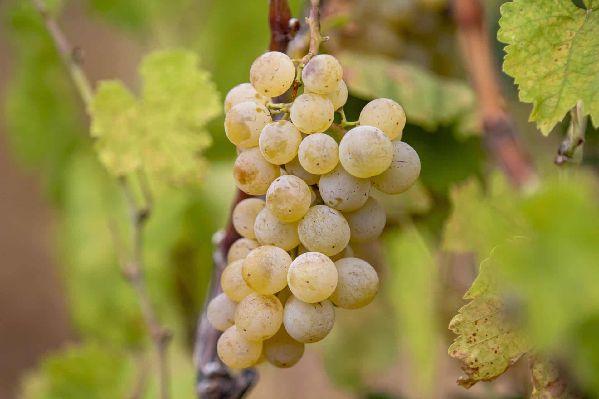 White grape bunch sunlit