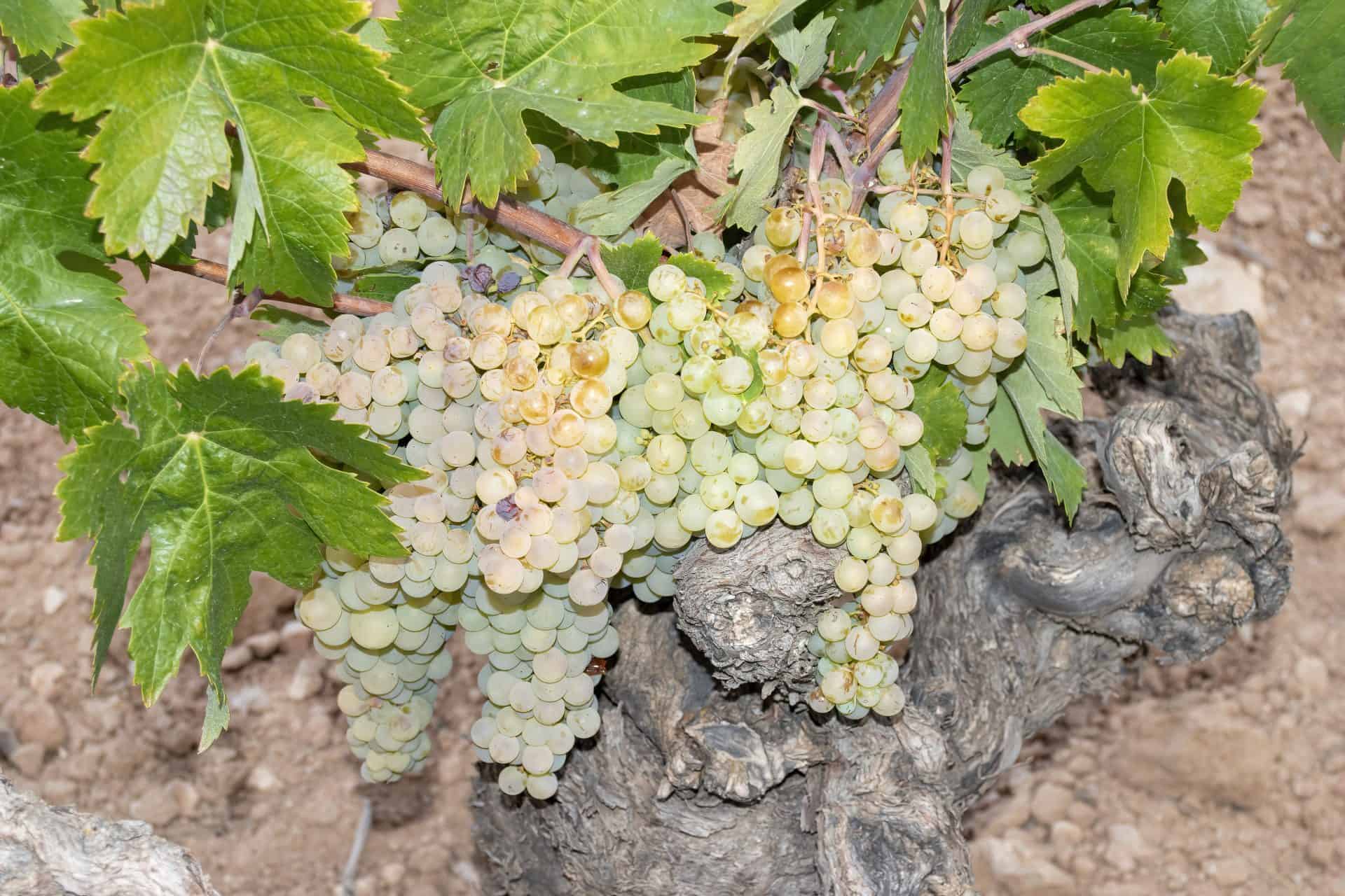 White grapes gnarled trunk