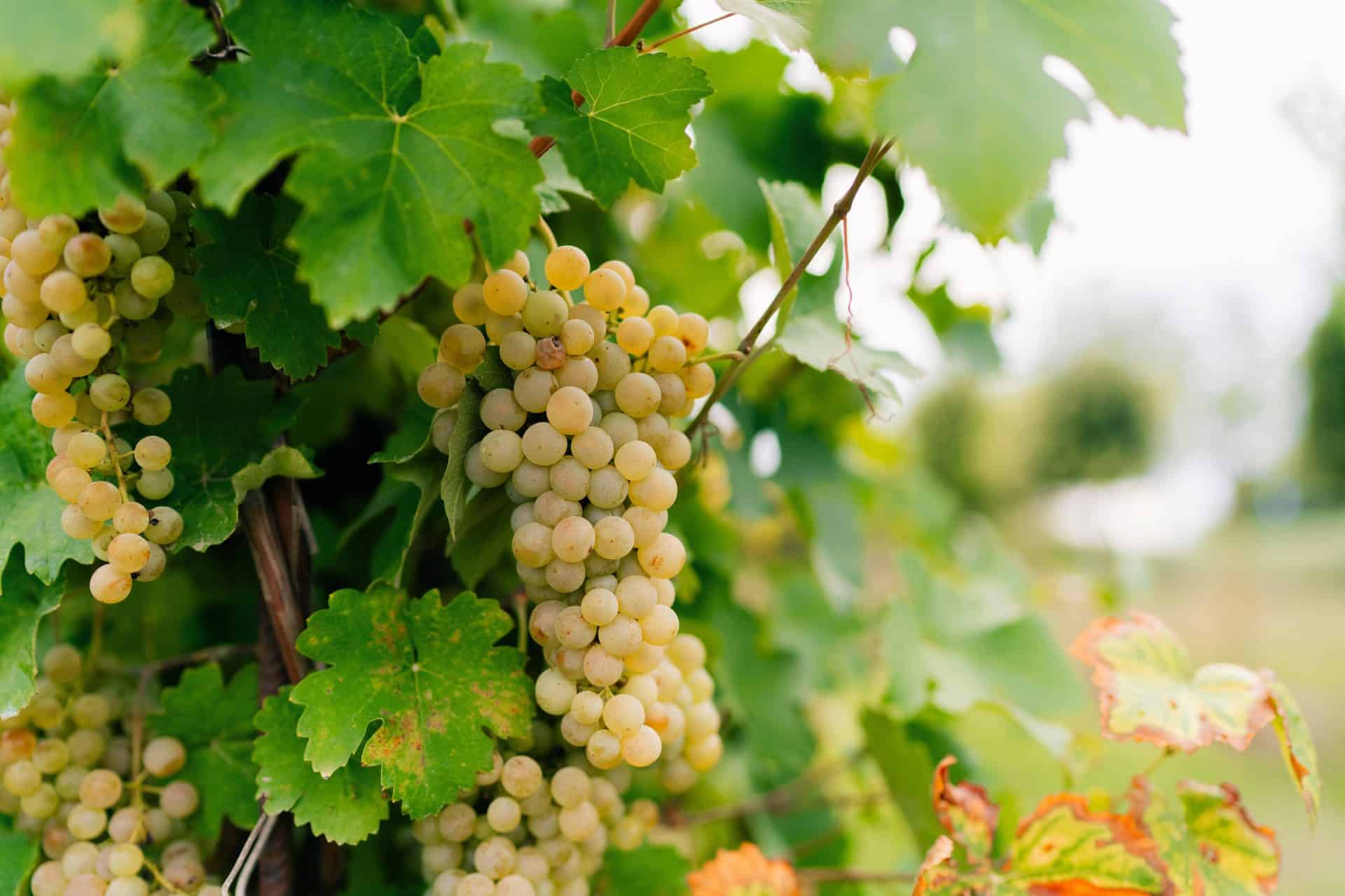 Ripe white grapes on the vine at harvest time