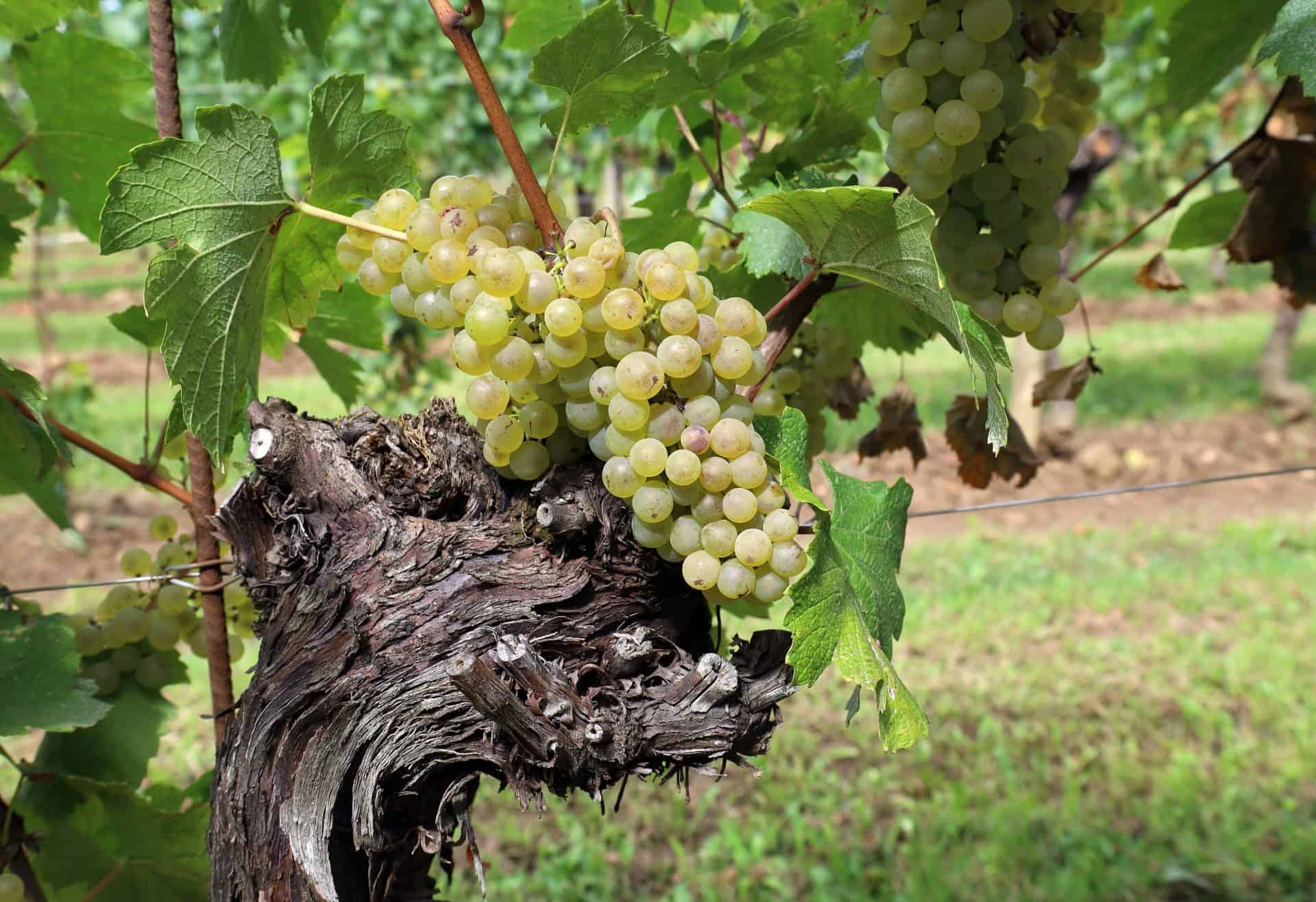 White grapes on an old vine trunk