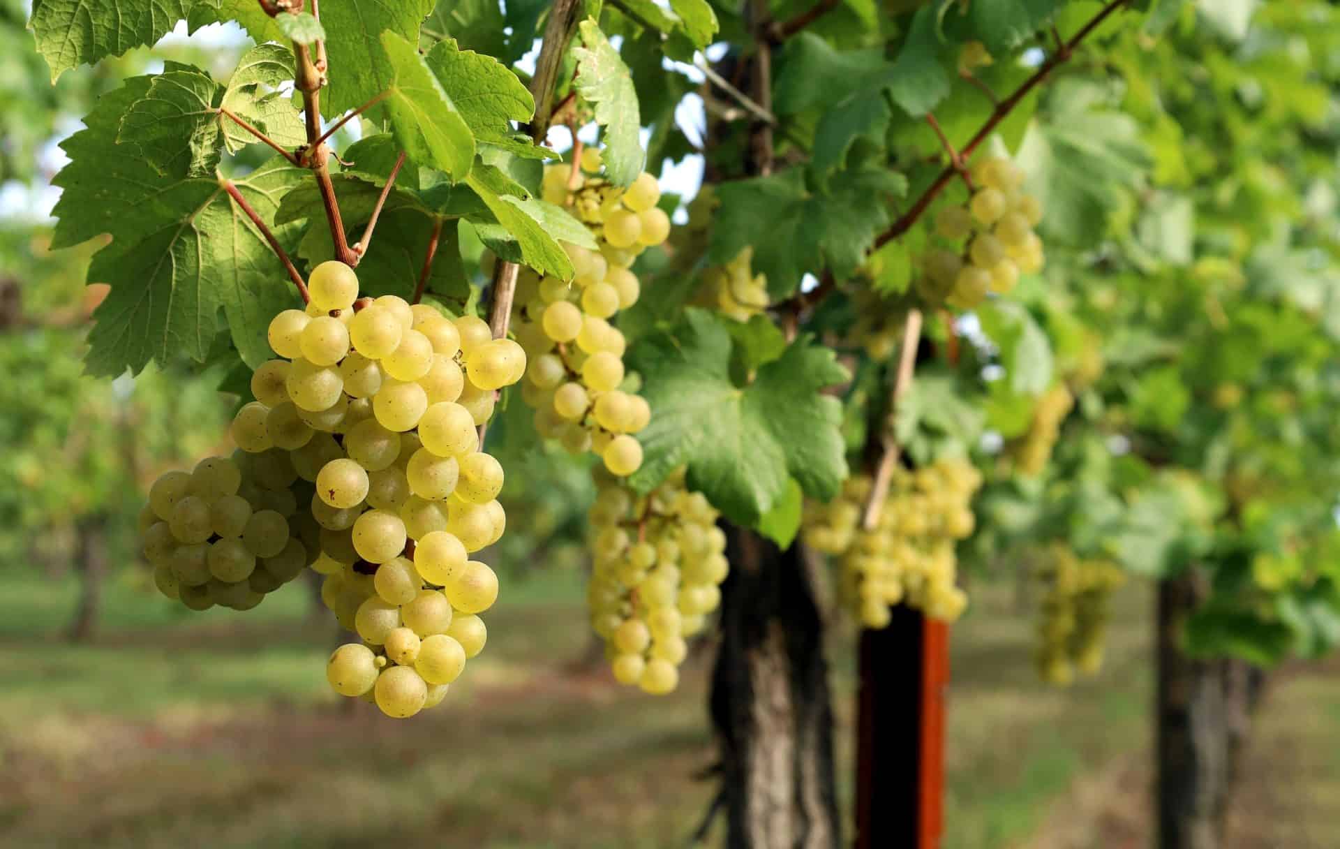 Ripe white grapes hanging on the vine