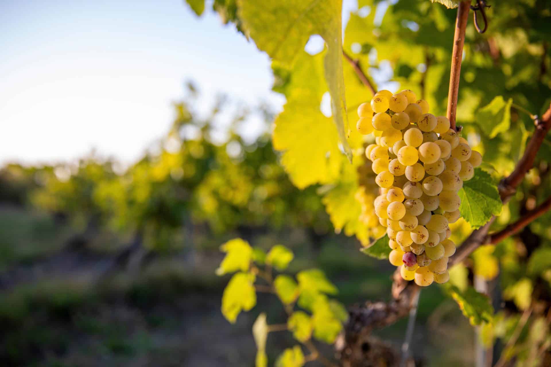 A bunch of white grapes in the vineyard in autumn