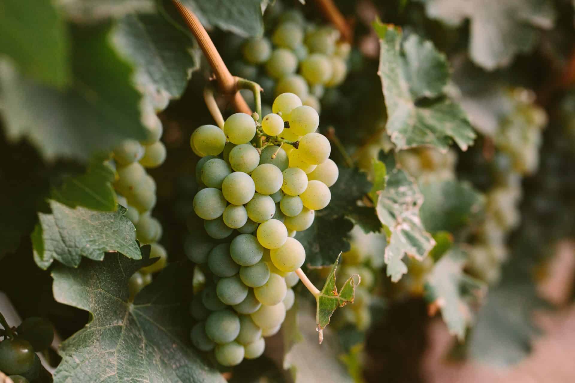 A cluster of ripe white wine grapes on the vine
