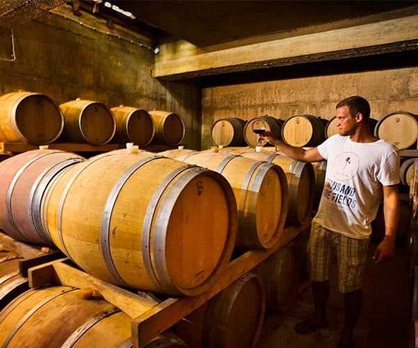 Barrels in the Zlatan Otok cellar