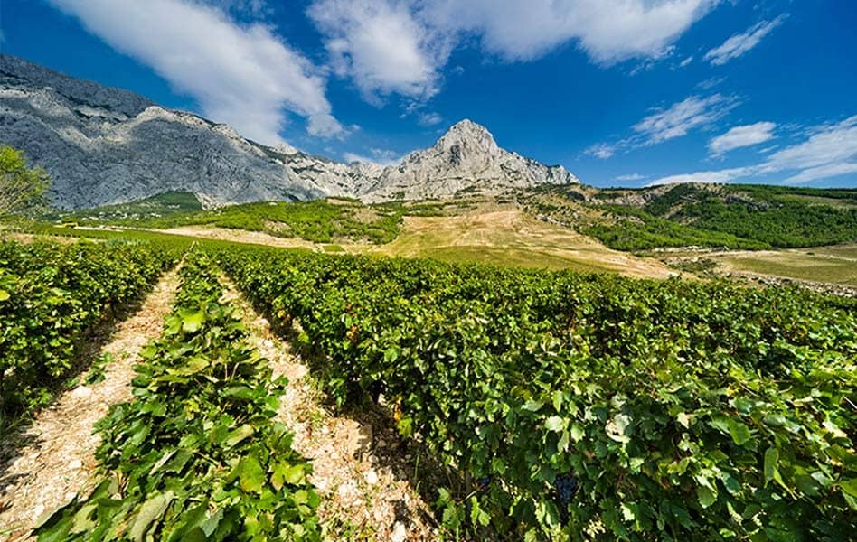 A Zlatan Otok vineyard