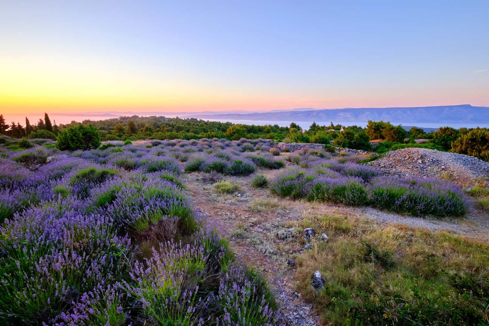 A lavender field on the high ground above Brusje on Hvar at sunset, with the sea and the mainland mountains behind