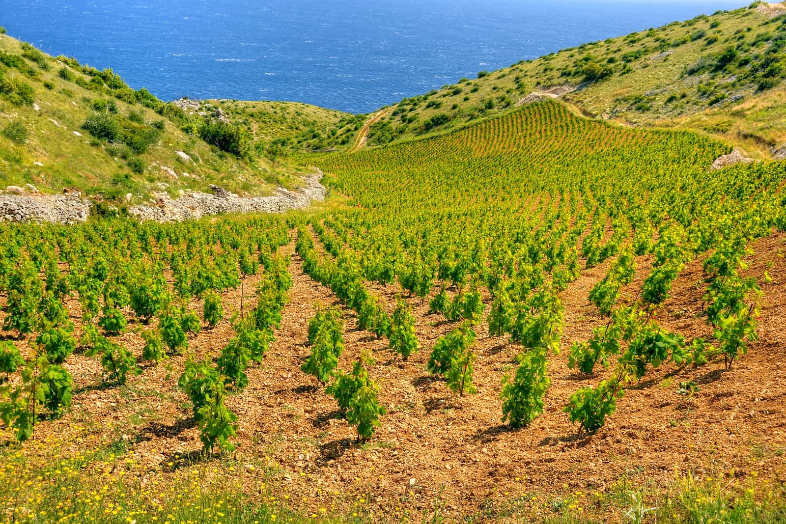 Vineyard rows on the steep southern slope of Hvar west of Sveta Nedjelja, with the open Adriatic below