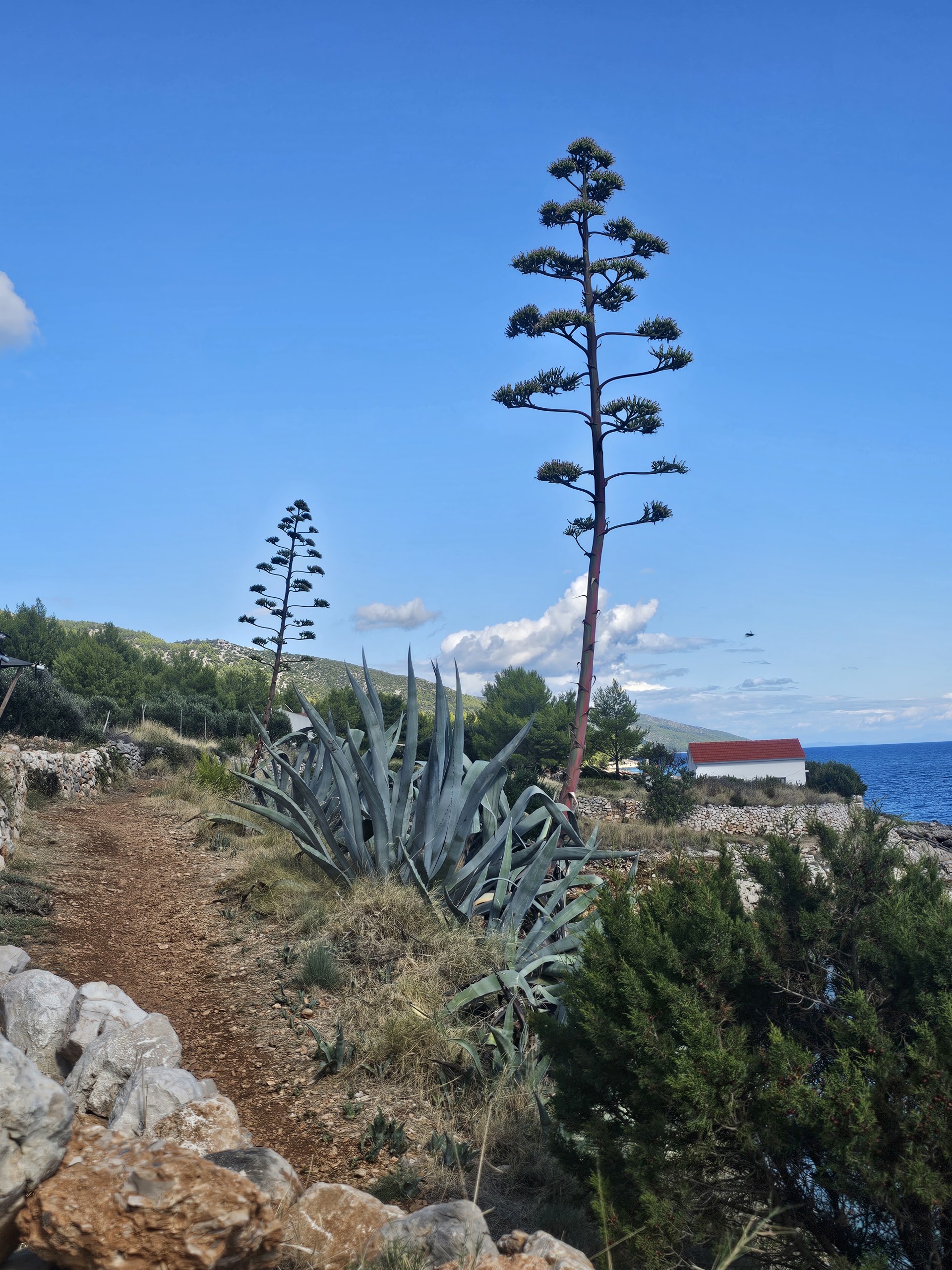 Gromin Dolac beach, Hvar island, Croatia - photo 5