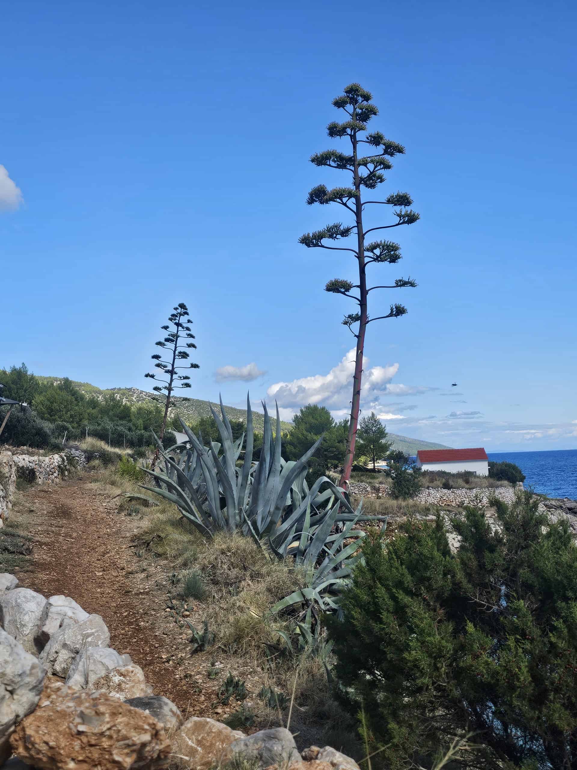 Gromin Dolac beach, Hvar photo 3